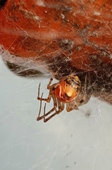 Parasteatoda
