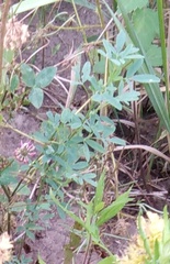Melilotus officinalis