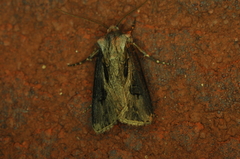 Agrotis venerabilis