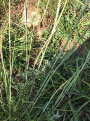 Andropogon ternarius