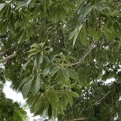 Ceiba pentandra