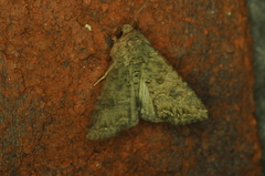 Anarta trifolii