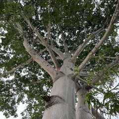 Ceiba pentandra
