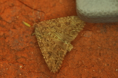 Anarta trifolii
