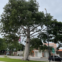 Ceiba pentandra