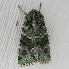 Lacinipolia laudabilis