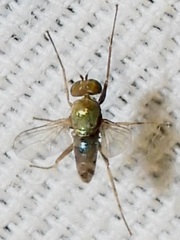 Chrysotus