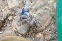 Megafreya sutrix