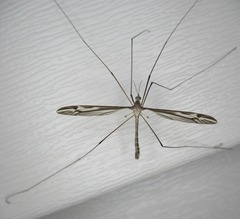 Tipula furca