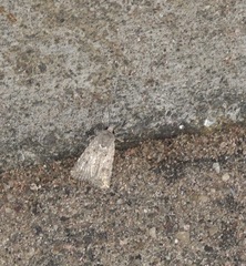 Caradrina clavipalpis