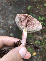 Lactarius subpurpureus
