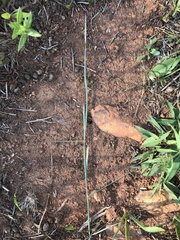 Andropogon ternarius