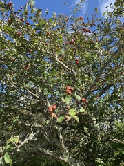 Crataegus punctata