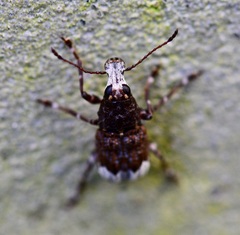 Eurymycter