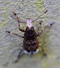 Eurymycter