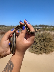 Thamnophis elegans terrestris