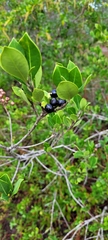 Ilex coriacea