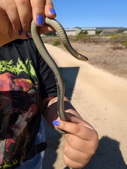 Thamnophis elegans terrestris