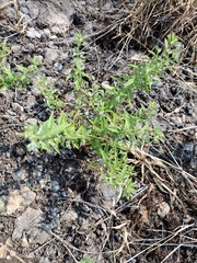Trichostema brachiatum