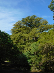 Taxodium mucronatum