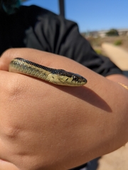 Thamnophis elegans terrestris