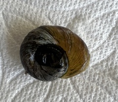 Planorbella trivolvis