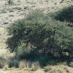 Vachellia erioloba