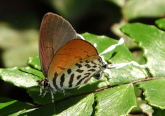 Drupadia ravindra