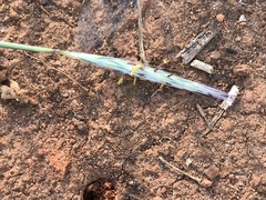 Andropogon ternarius