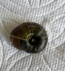 Planorbella trivolvis