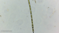 Stigeoclonium