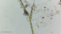 Stigeoclonium