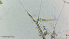 Stigeoclonium