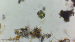 Cosmarium