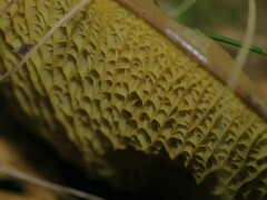 Boletinellus merulioides