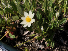 Dryas ajanensis