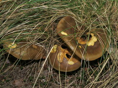 Boletinellus merulioides