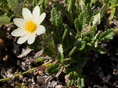 Dryas ajanensis