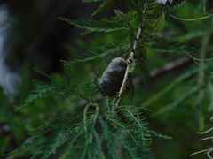 Taxodium mucronatum