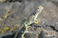 Crotaphytus collaris