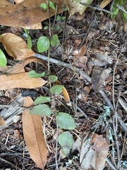 Clinopodium douglasii