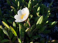 Dryas ajanensis