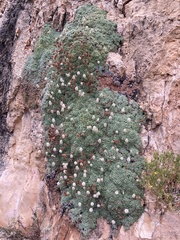 Petrophytum caespitosum