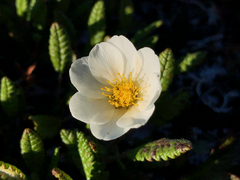Dryas ajanensis