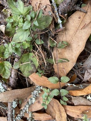 Clinopodium douglasii