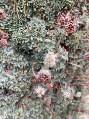 Petrophytum caespitosum