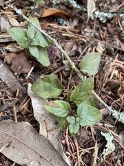 Clinopodium douglasii