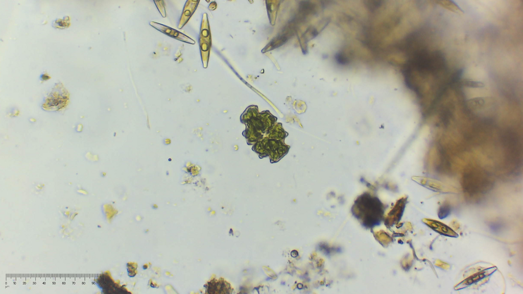 Euastrum pectinatum