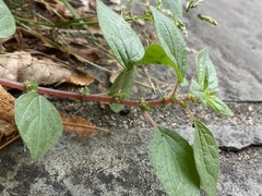 Parietaria judaica