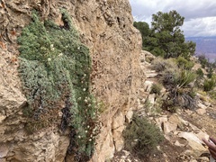 Petrophytum caespitosum